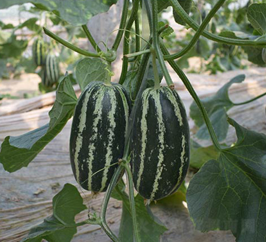 ����9̖-��ϷN��-���R�r(n��ng)�I(y��)