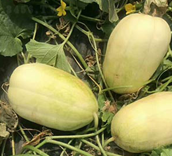 �����̖-��ϷN��-���R�r(n��ng)�I(y��)