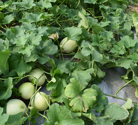 �s������-��ϷN��-���R�r(n��ng)�I(y��)