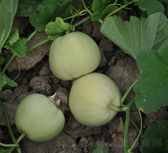 ���R����-��ϷN��-���R�r(n��ng)�I(y��)