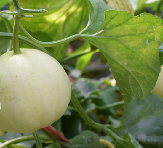 ���ی�-��ϷN��-���R�r(n��ng)�I(y��)