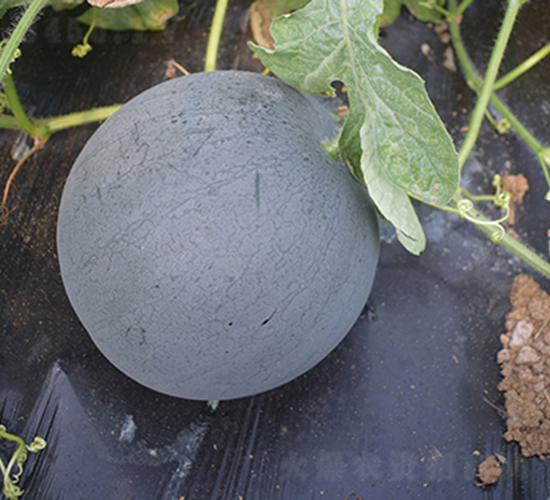 �R�ڟo��һ̖(h��o)-���ϷN��-���R�r(n��ng)�I(y��)