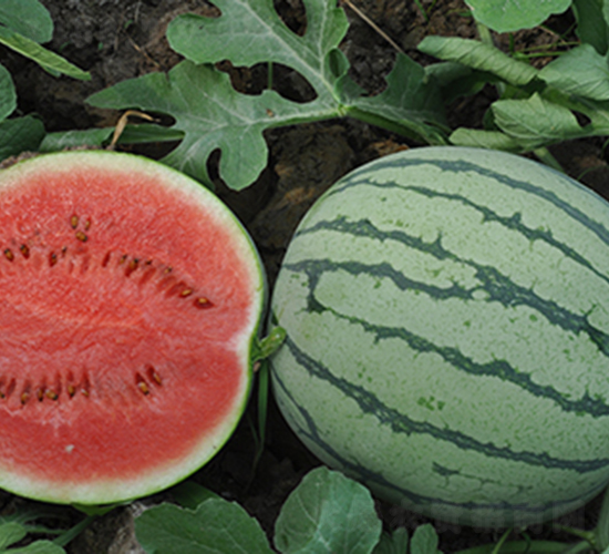 ����һ̖-���ϷN��-���R�r(n��ng)�I(y��)