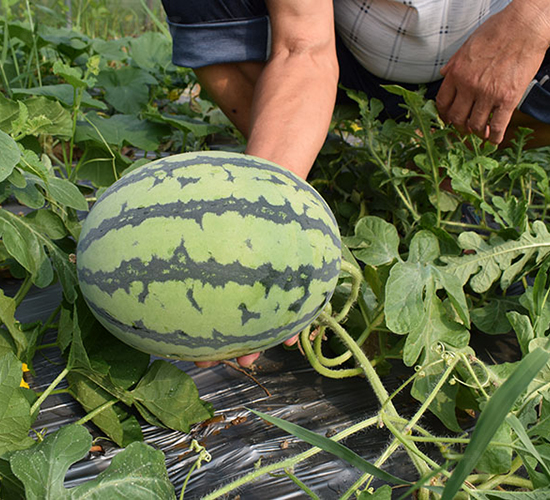 ���R4K-���ϷN��-���R�r(n��ng)�I(y��)