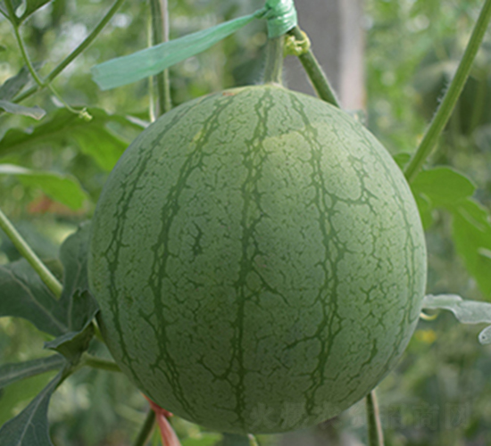 �SԪ��-���ϷN��-���R�r�I(y��)