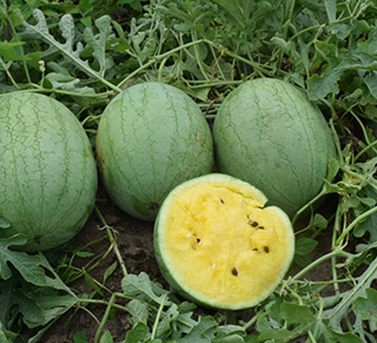 ���}��-���ϷN��-���R�r(n��ng)�I(y��)