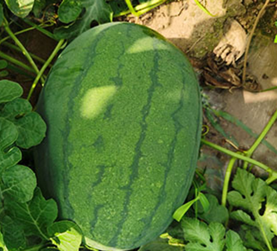 ���R��̖(h��o)��ԭ���R���S����̖(h��o)��-���ϷN��-���R�r(n��ng)�I(y��)