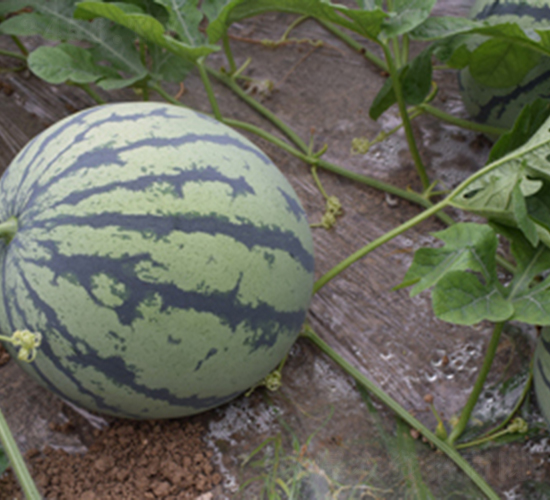 �p�t1000-���ϷN��-���R�r(n��ng)�I(y��)