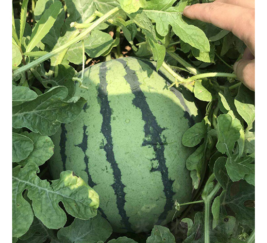 ���R105-���ϷN��-���R�r(n��ng)�I(y��)