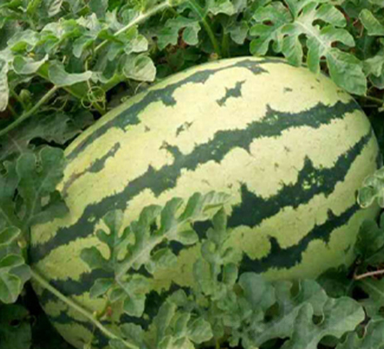 ���RɳĮ001-���ϷN��-���R�r(n��ng)�I(y��)