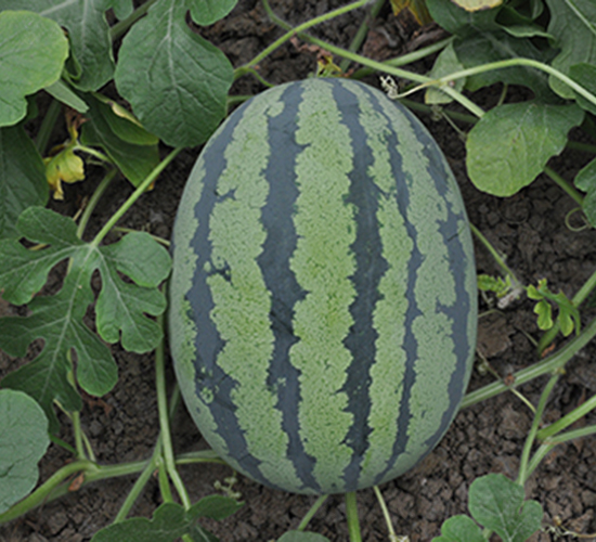 �G��һ̖-���ϷN��-���R�r(n��ng)�I(y��)