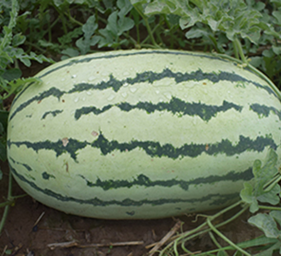 ���R168-���ϷN��-���R�r(n��ng)�I(y��)