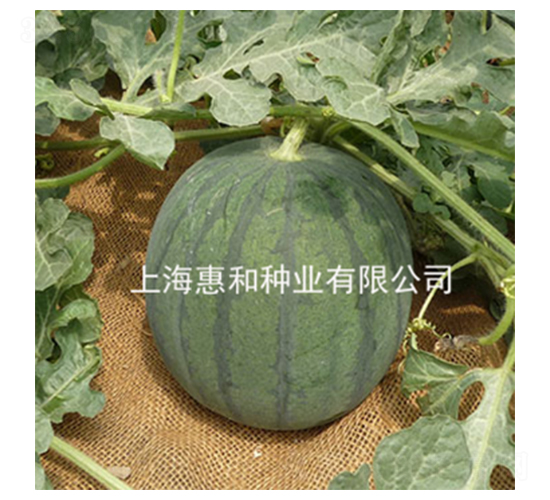 ����-���ϷN��-�ݺͷN�I(y��)