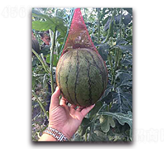 ����158-���ϷN��-����N��