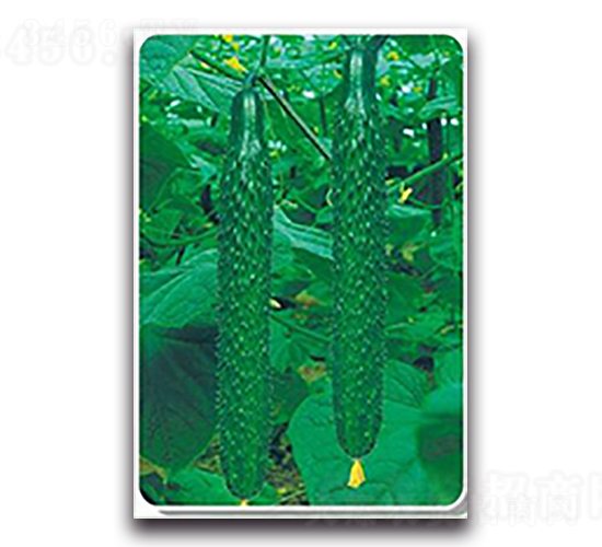 ����-�S�ϷN��-����N��