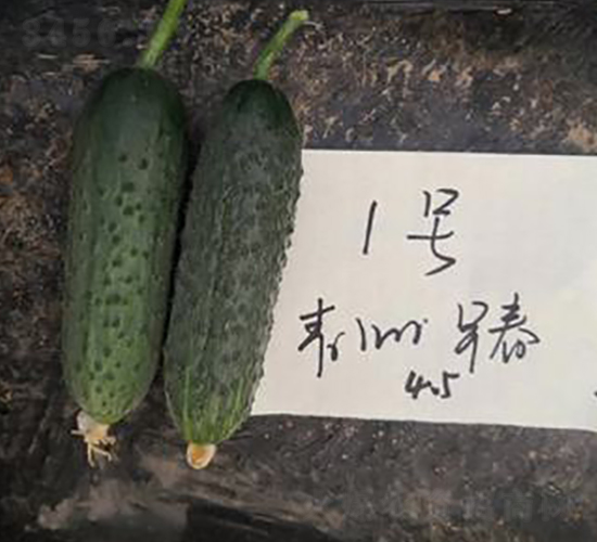 ��ɯ168-�S�ϷN��-����N��