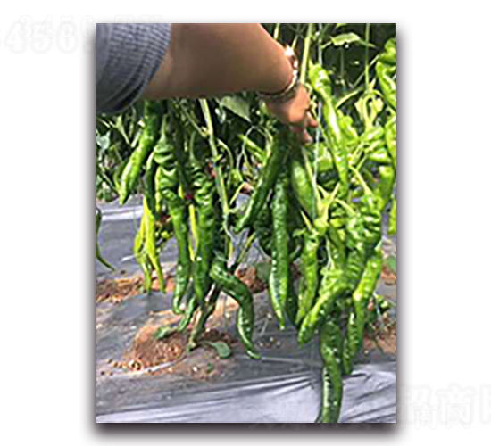 ����798-�����N��-����N��