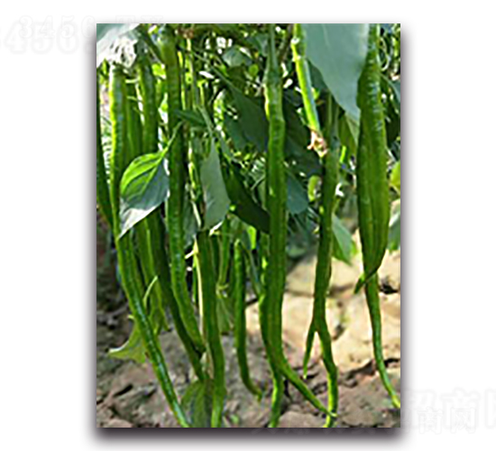 �����L(zh��ng)��107-�����N��-����N��