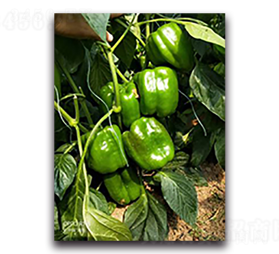 ����ʮ̖-�����N��-����N��