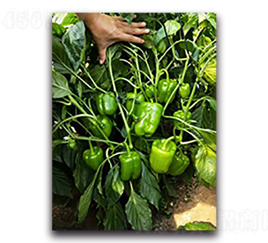 ����-�����N��-����N��