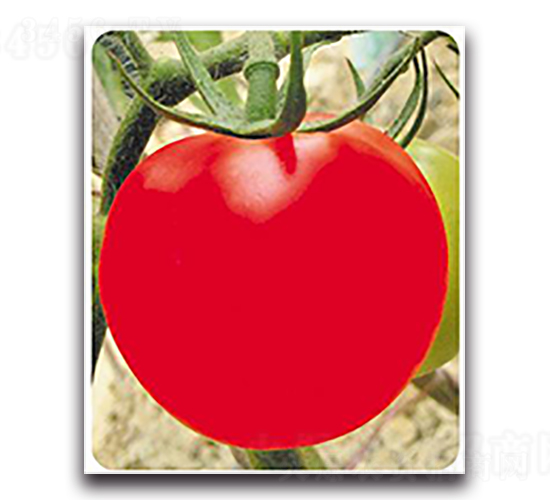 �t�P��̖(h��o)-���ѷN��-����N��