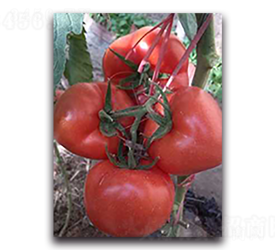 ؐ�R��-���ѷN��-����N��