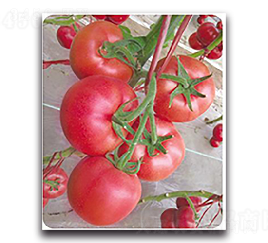 ������-���ѷN��-����N��