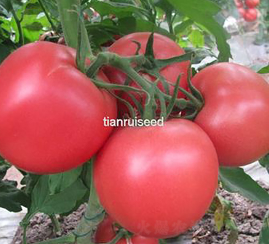 ���518-���ѷN��-����N��