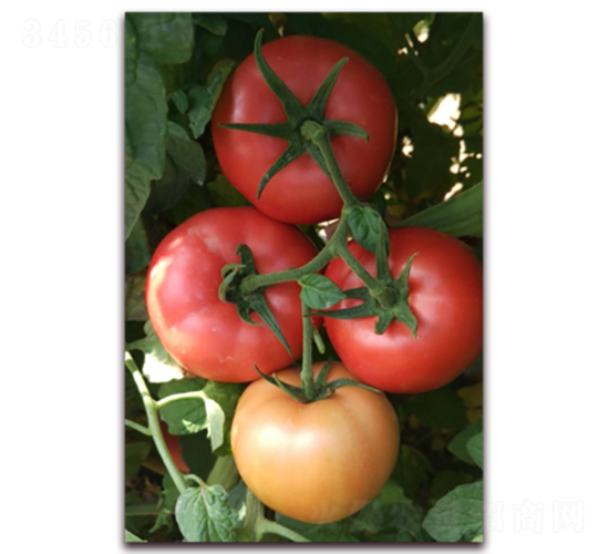 ���118-���ѷN��-����N��