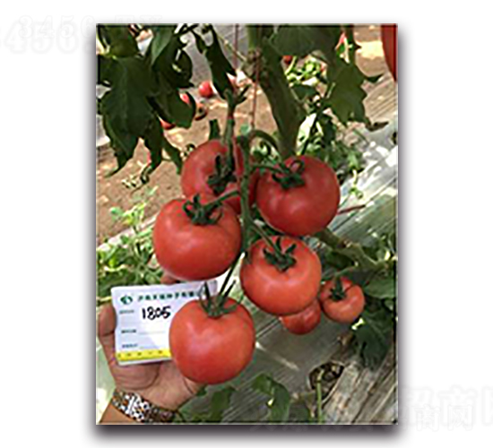 ���1805-���ѷN��-����N��