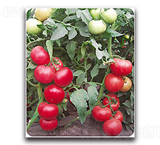 ���1507-���ѷN��-����N��