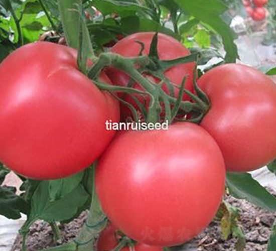 ���2̖-���ѷN��-����N��