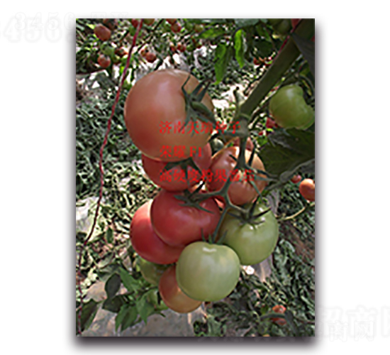 �sҫ-��-���ѷN��-����N��