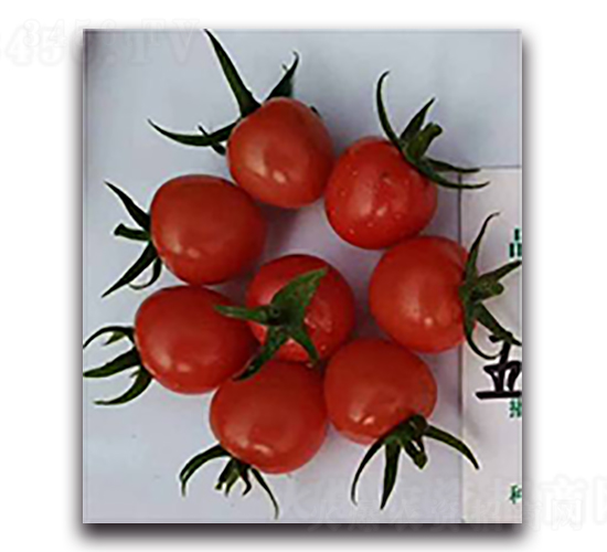 ��ؐ��-���ѷN��-����N��