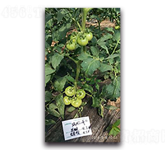 ���1̖(h��o)-���ѷN��-����N��