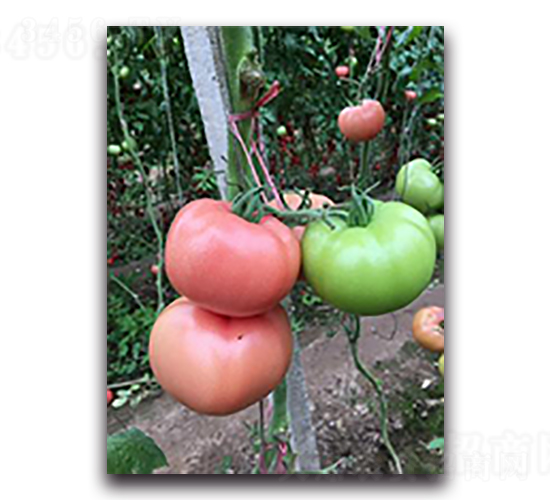 ���71̖-���ѷN��-����N��