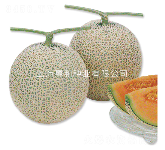 ����˹-��ϷN��-�ݺͷN�I(y��)