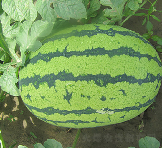 ����һ̖-���ϷN��-��ʥ��