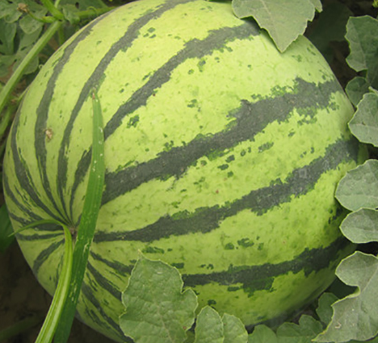 �¿�һ̖-���ϷN��-��ʥ��