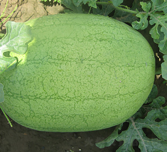 �G��-���ϷN��-��ʥ��