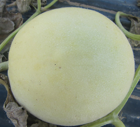 ����һ̖-��ϷN��-��ʥ��