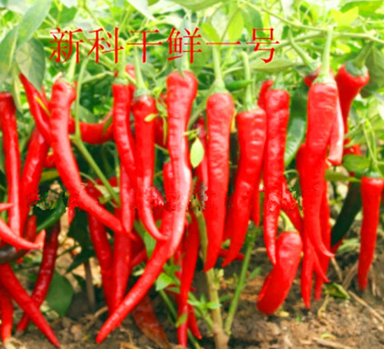 �¿Ƹ��rһ̖(h��o)-�����N��-��ʥ��