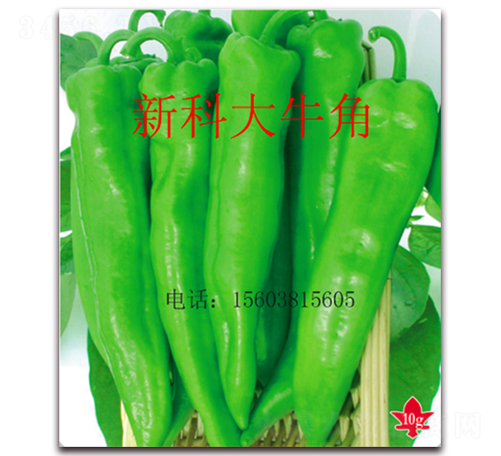 �¿ƴ�ţ��-�����N��-��ʥ��