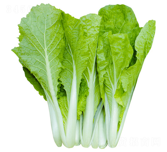 �����̖(h��o)-�ײ˷N��-��ʥ��