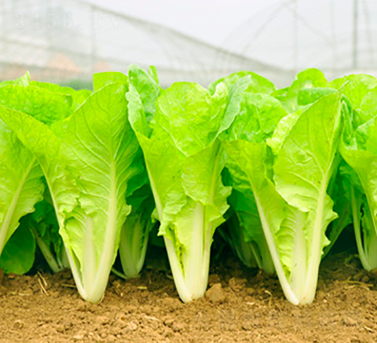 ����48-�ײ˷N��-��ʥ��