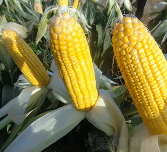 �¿�19-���׷N��-��ʥ��