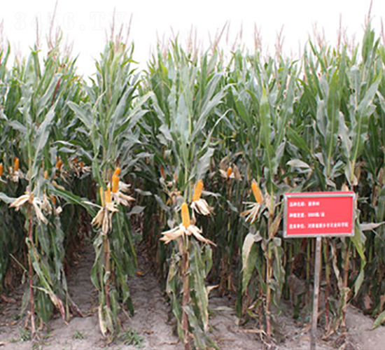 ��68-���׷N��-��ʥ��