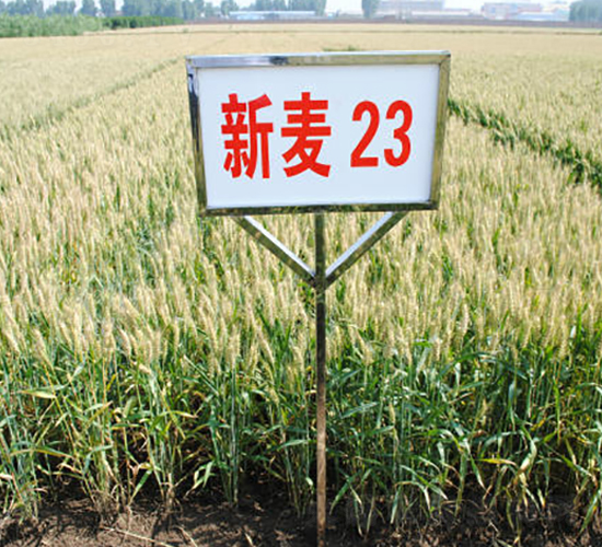 ����23-С���N��-��ʥ��