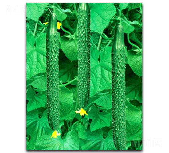 ����(j��)������-�S�ϷN��-�(y��u)�r(n��ng)�I(y��)