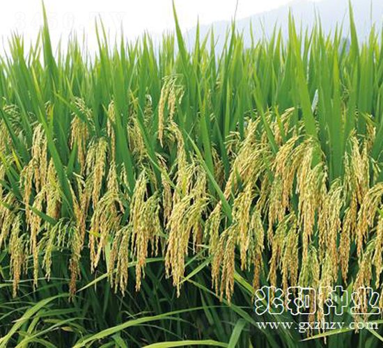 �V8��(y��u)��ռ-ˮ���N��-�׺ͷN�I(y��)